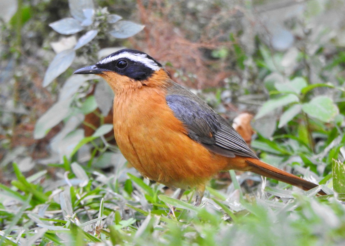 White-browed Robin-Chat - ML168704321
