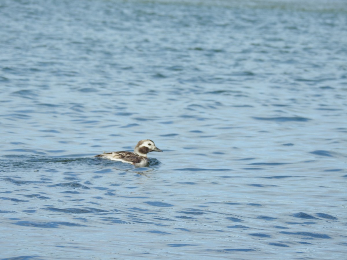 Long-tailed Duck - ML168708661