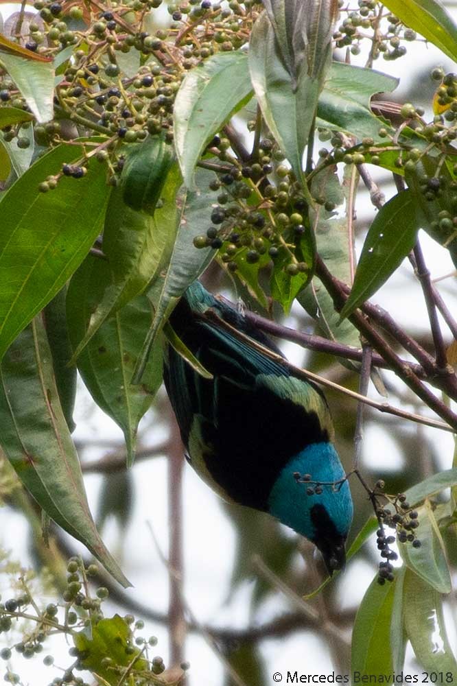 Blue-necked Tanager - ML168708691