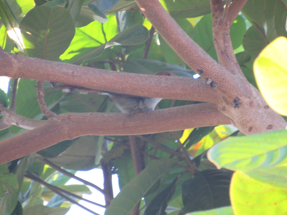 Squirrel Cuckoo - samuel olivieri bornand