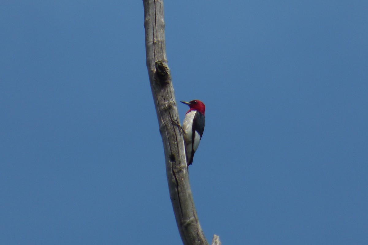 Red-headed Woodpecker - C Douglas