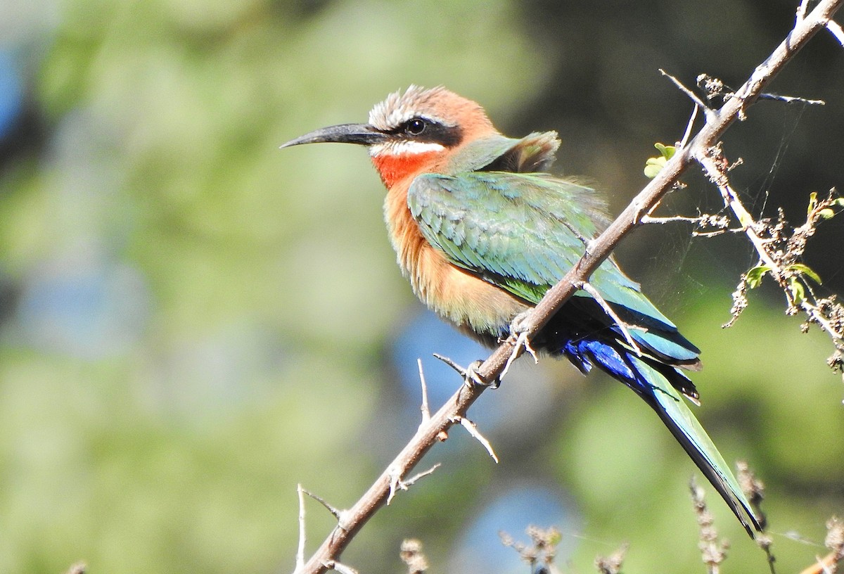 White-fronted Bee-eater - ML168716301