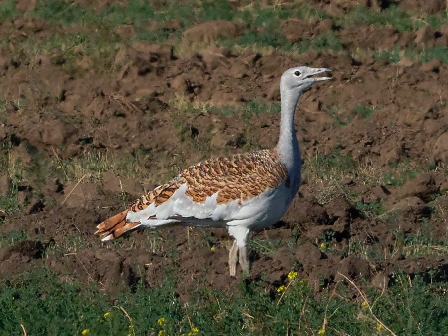 Great Bustard - Vincent Wang