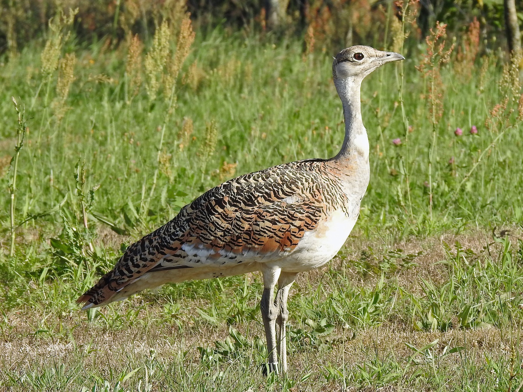 Great Bustard - Anonymous