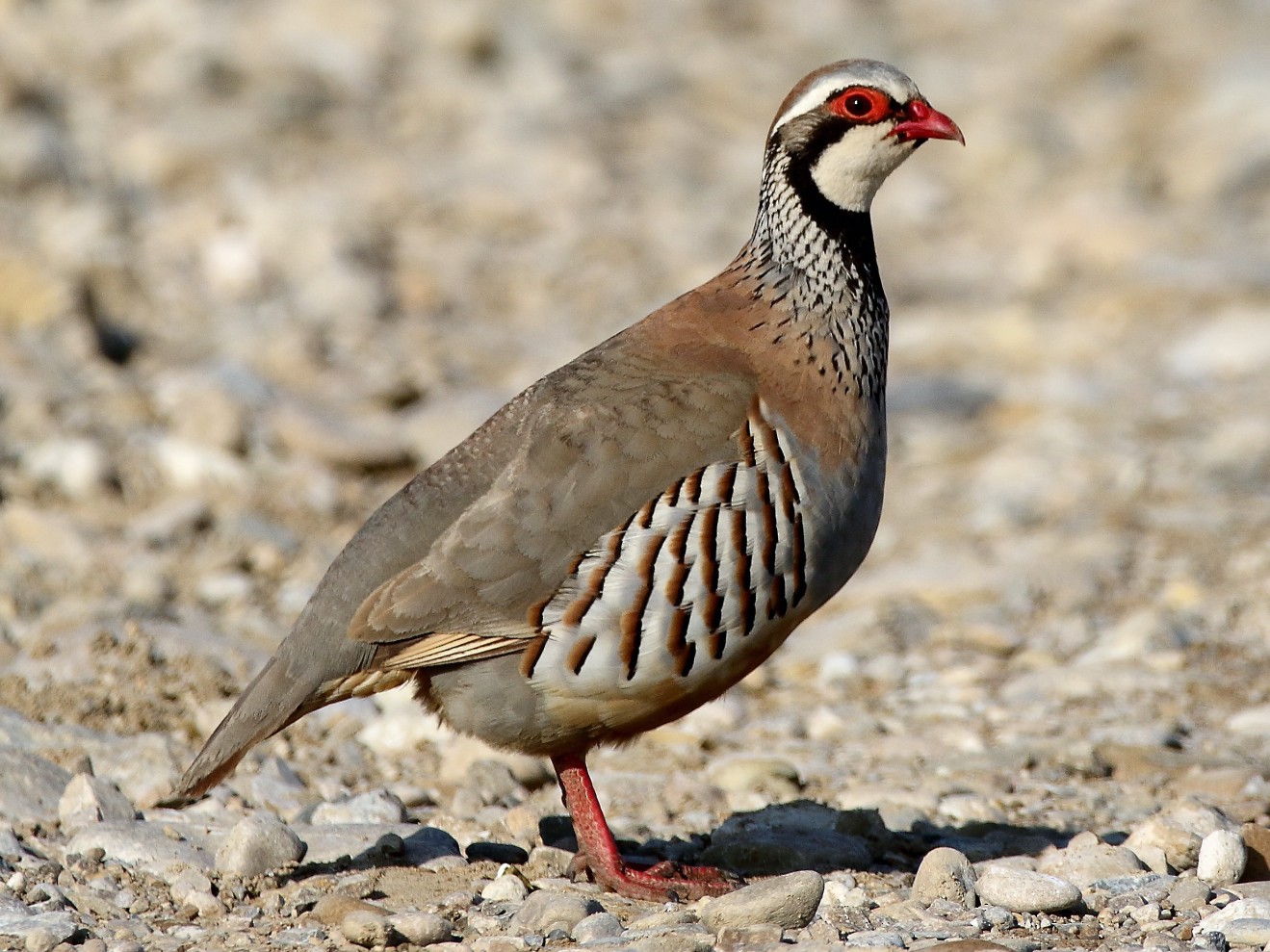 Red-legged Partridge - eBird