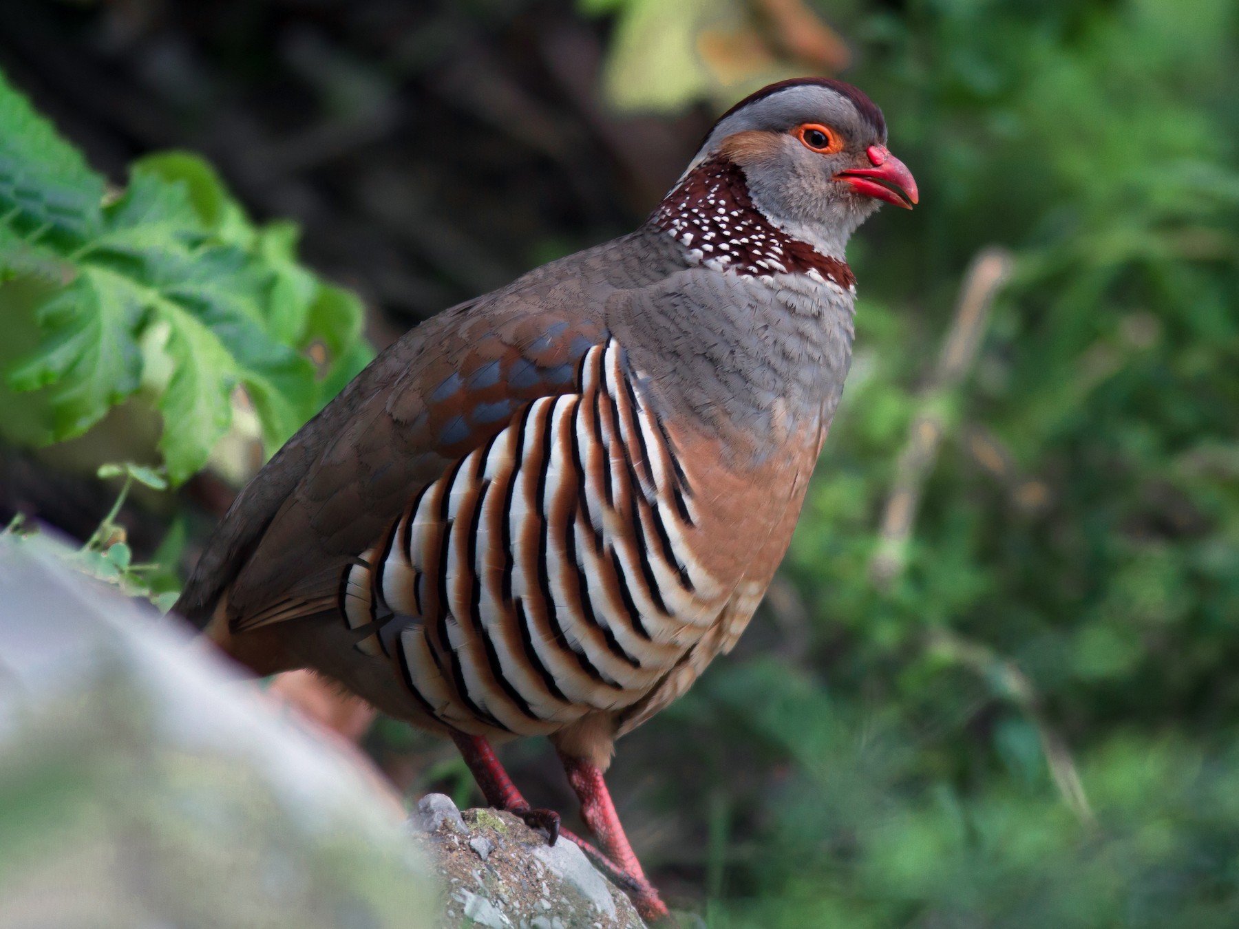 Barbary Partridge - Alexander Hagge