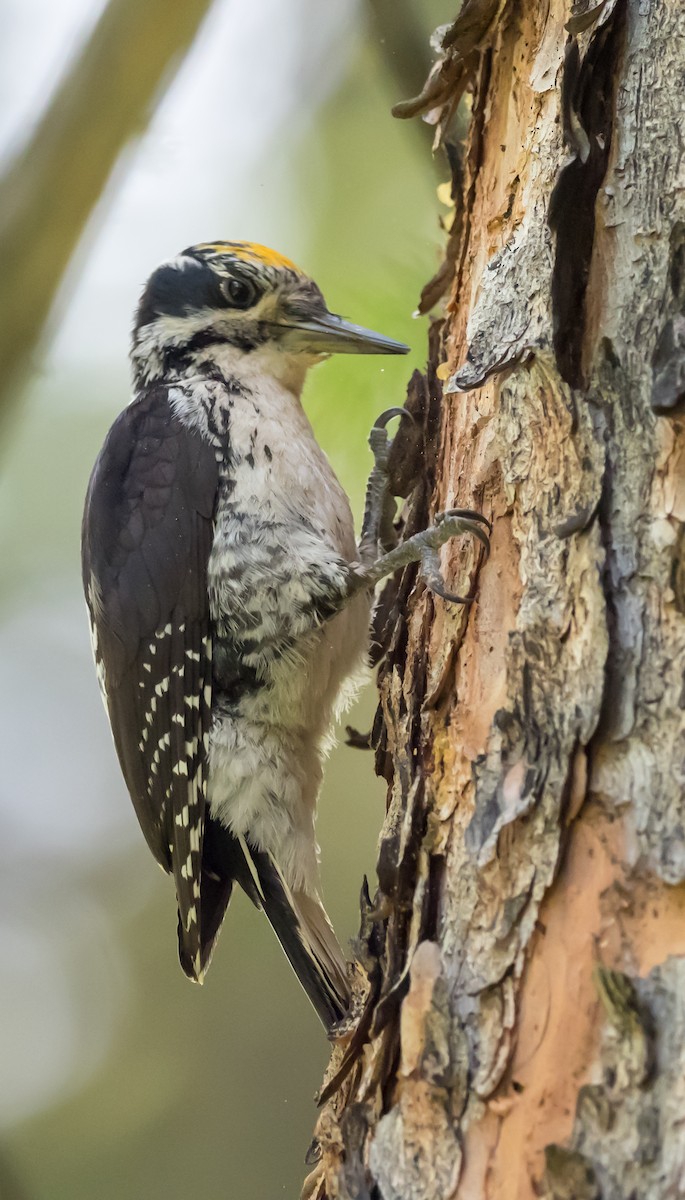 American Three-toed Woodpecker - Steve Wickliffe