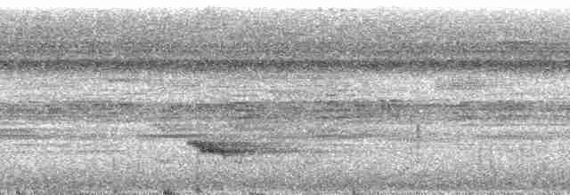 White-throated Thrush (Dagua) - ML168725