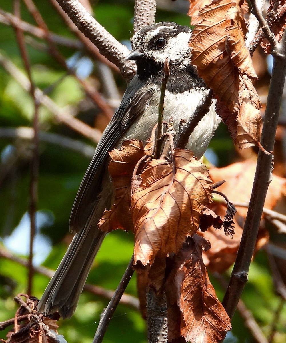 eBird Checklist - 8 Jul 2019 - Unnamed Road, Kitimat-Stikine D, British ...