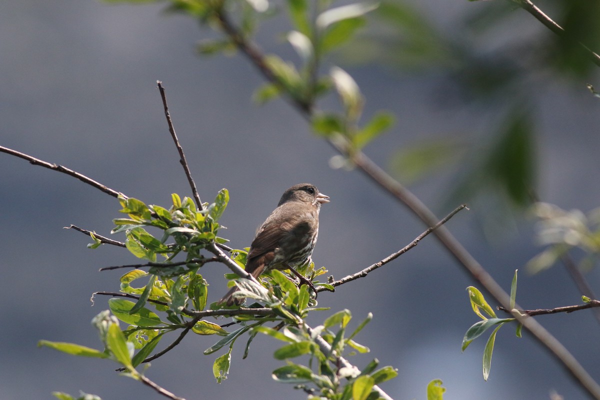 Fox Sparrow (Sooty) - ML168725151
