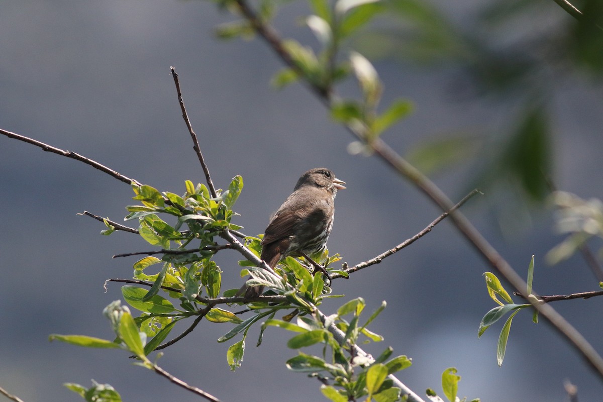 Fox Sparrow (Sooty) - ML168725181