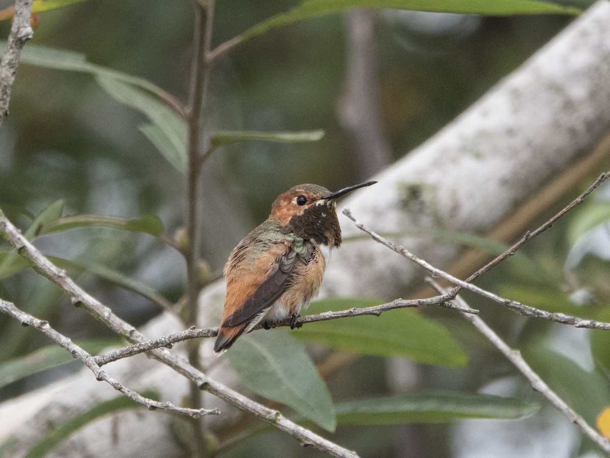 Allen's Hummingbird - Glenn Kincaid