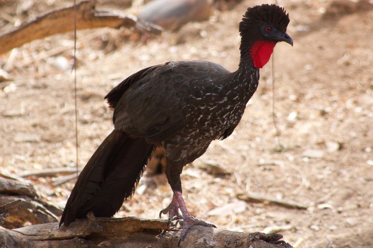 Crested Guan - ML168726491