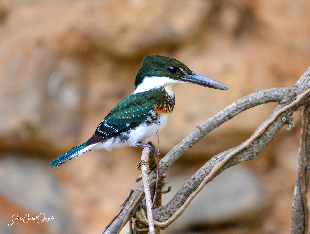 Green Kingfisher - Carlos Quezada