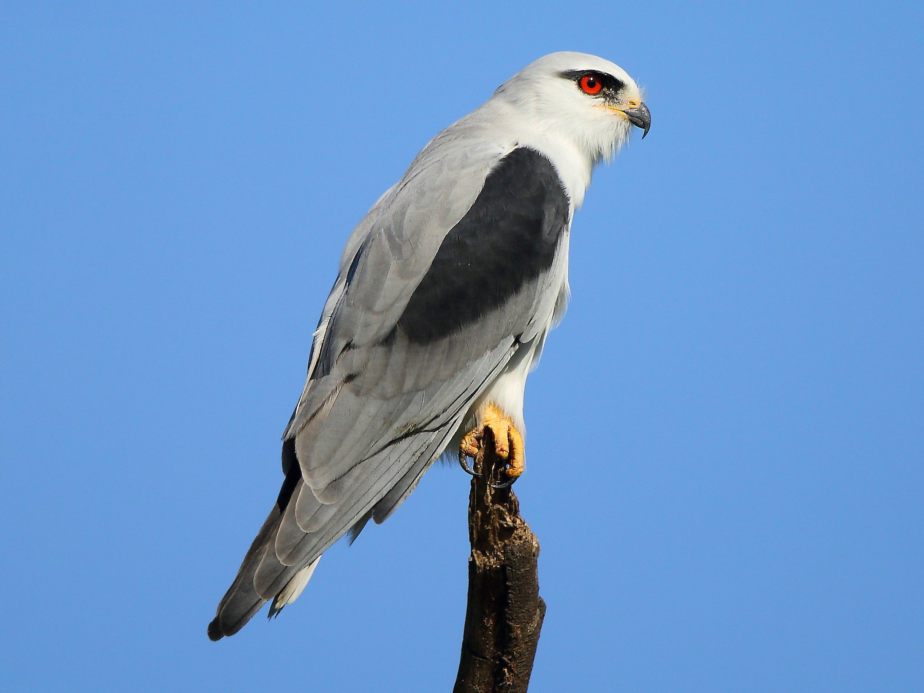 Blackwinged Kite eBird