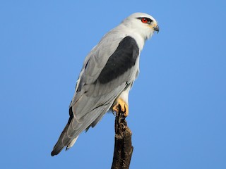  - Black-winged Kite