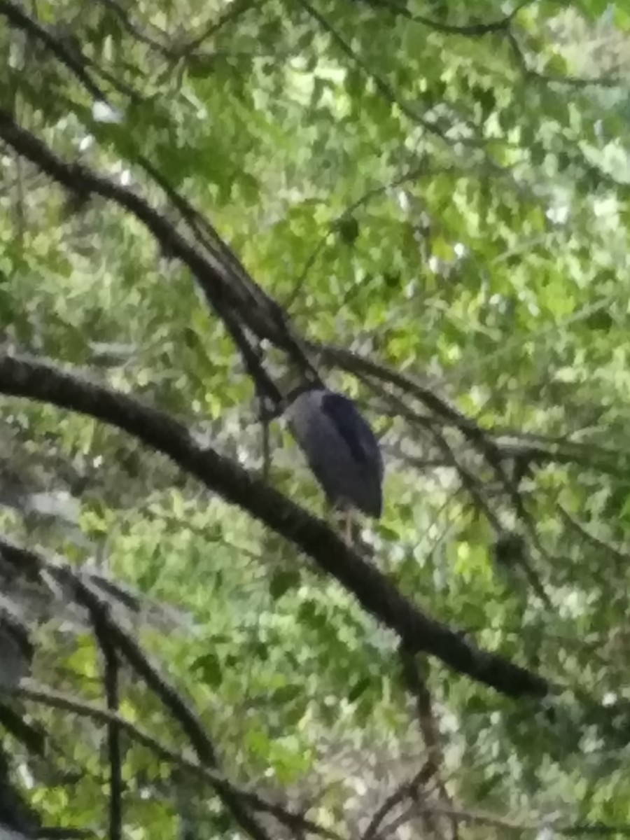 Black-crowned Night Heron - ML168727281
