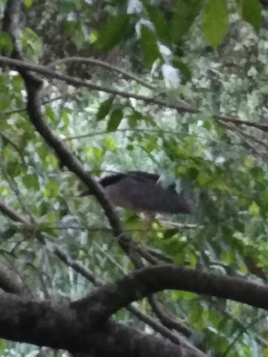 Black-crowned Night Heron - ML168727381