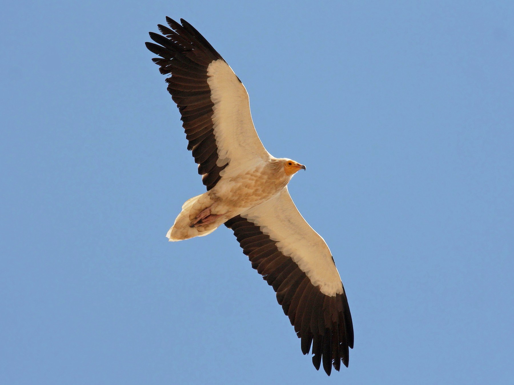 Egyptian Vulture - Christoph Moning