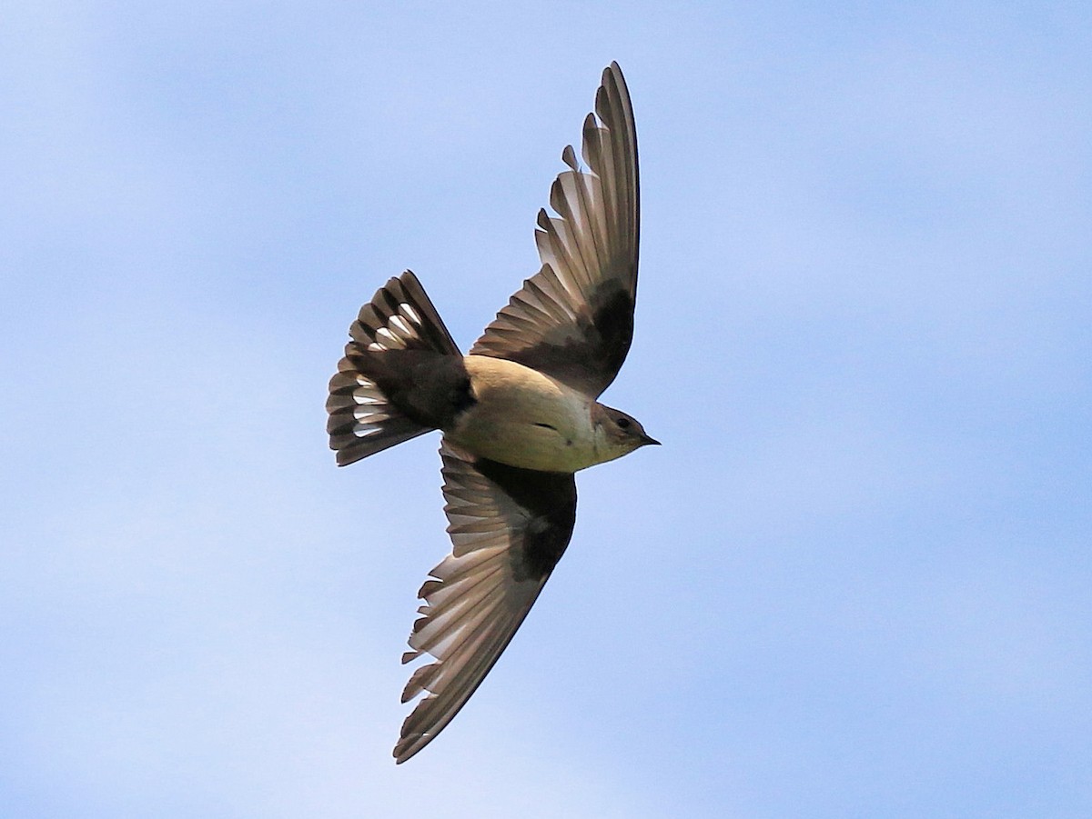 Eurasian Crag-Martin - Ptyonoprogne rupestris - Birds of the World