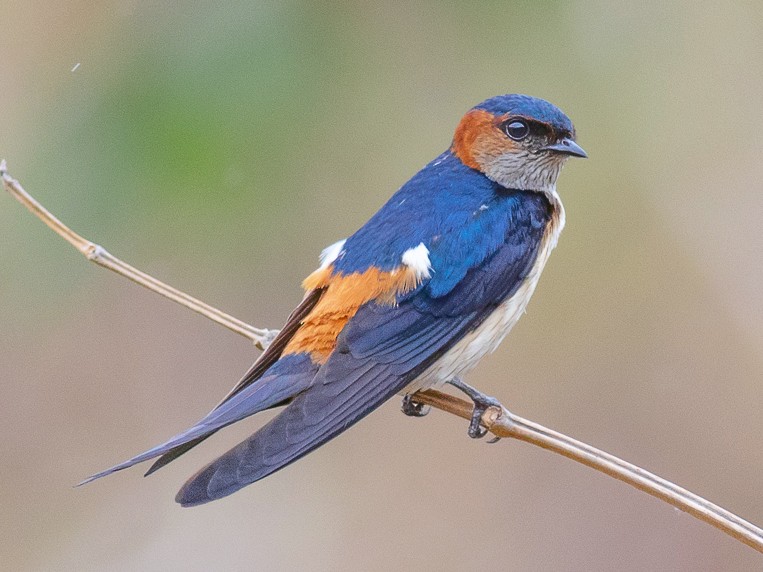 Red-rumped Swallow eBird