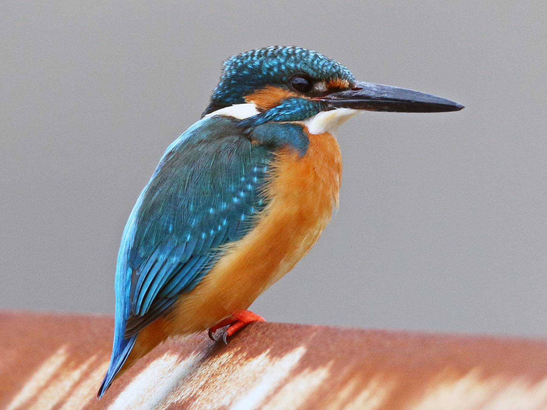 Common Kingfisher (Small Blue Kingfisher) - Ian Davies