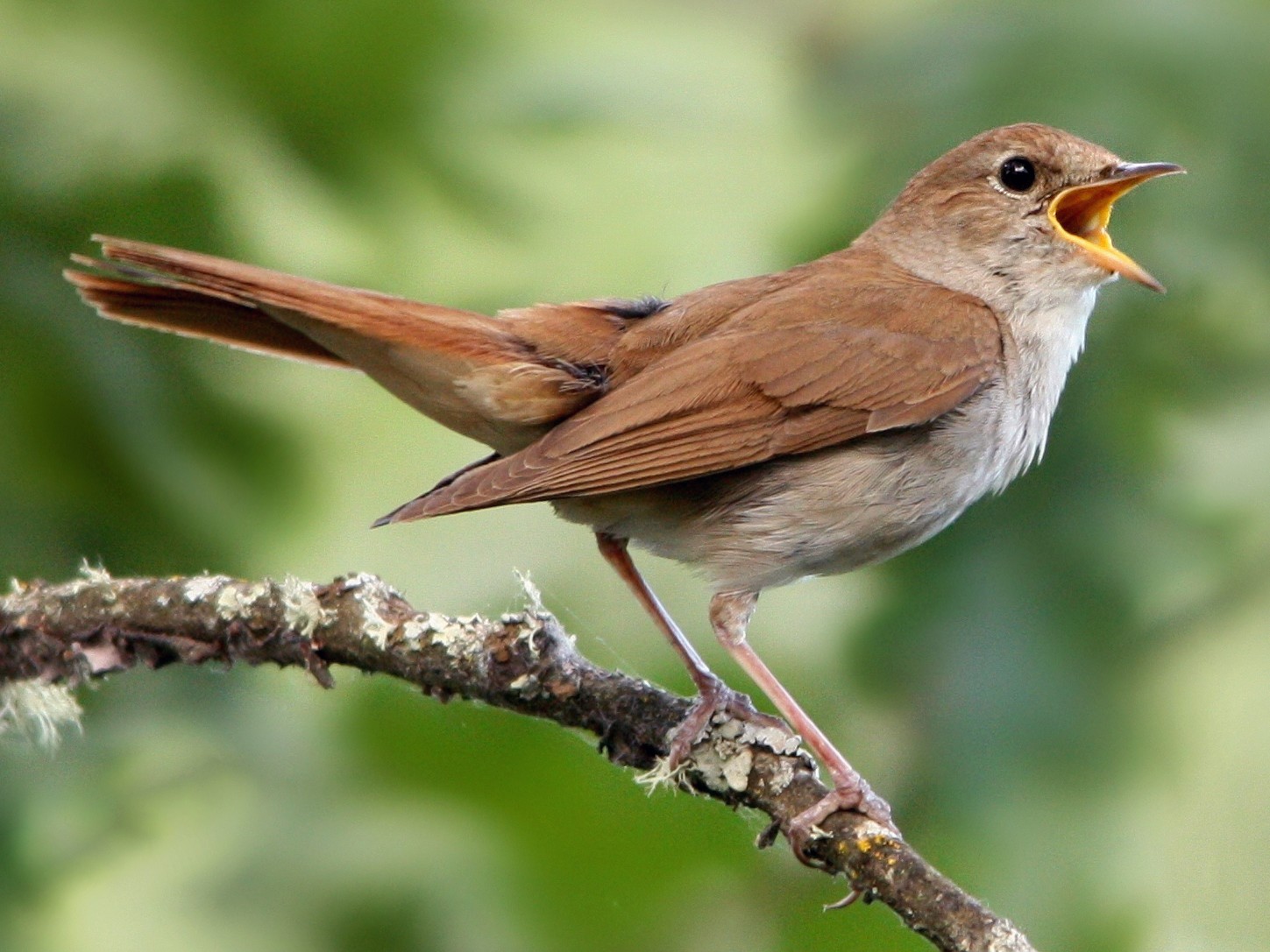 Nightingale, Songbird, Migratory, Nocturnal