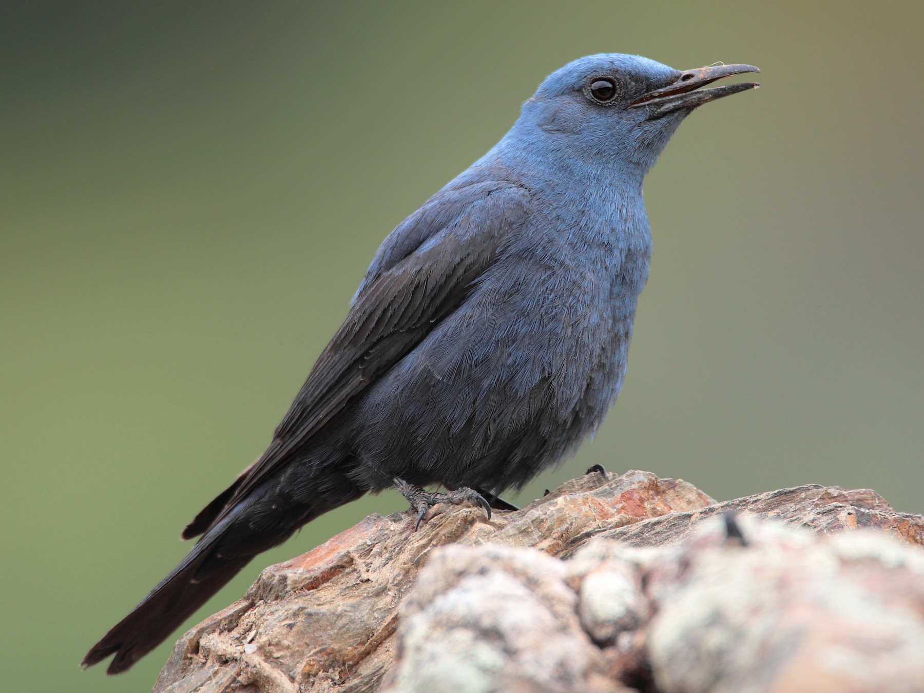 イソヒヨドリ Ebird