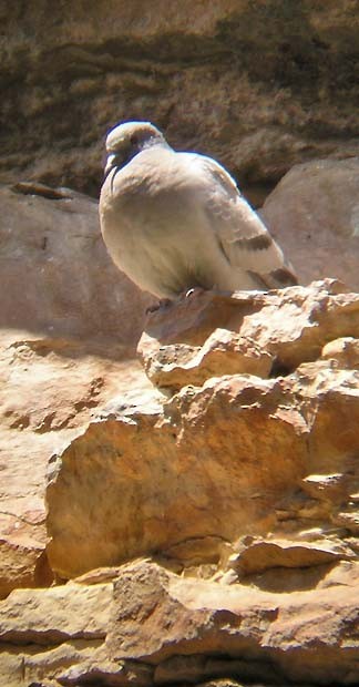Pigeon des rochers - ML168730861