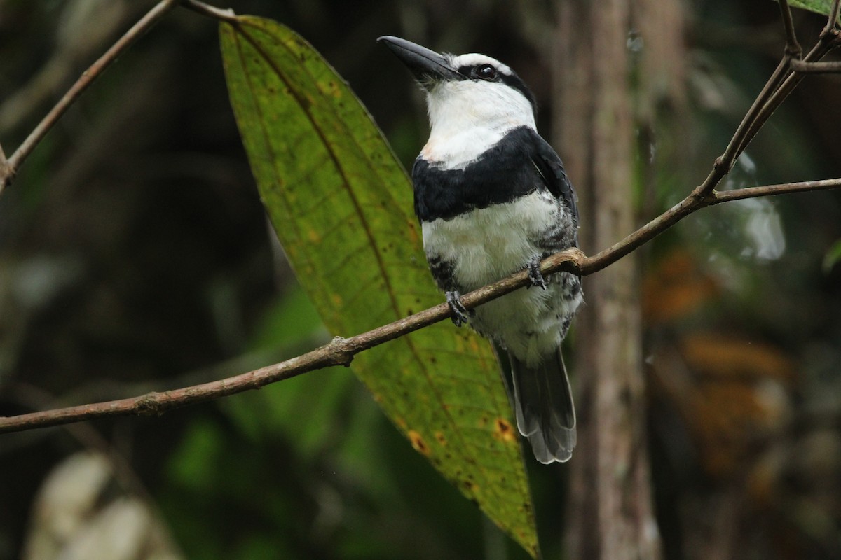 White-necked Puffbird - Pedro Bernal