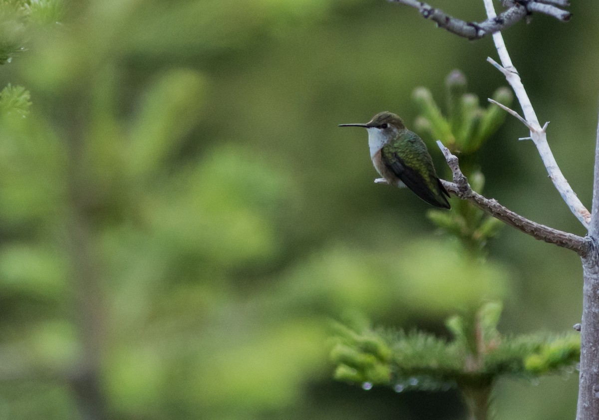 Rufous Hummingbird - Joachim Bertrands