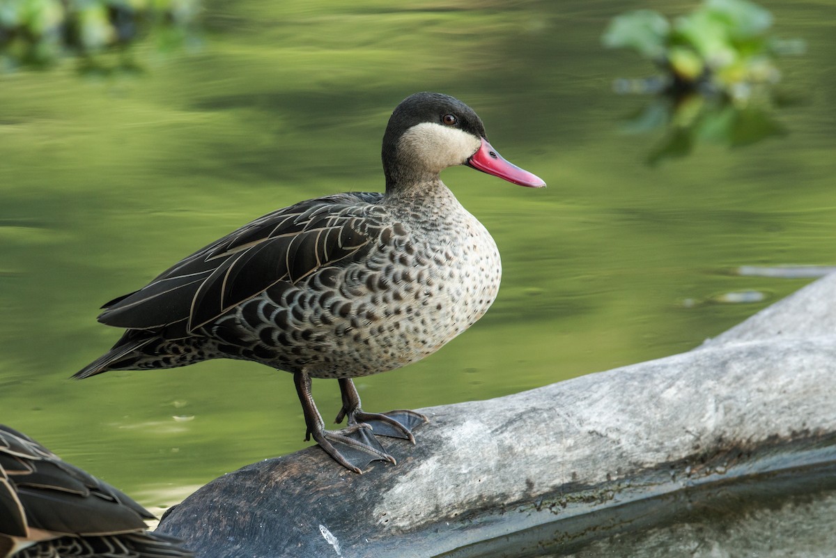 Red-billed Duck - Nick Athanas