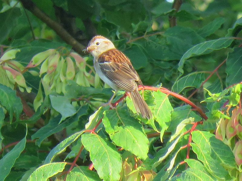 Field Sparrow - ML168738841
