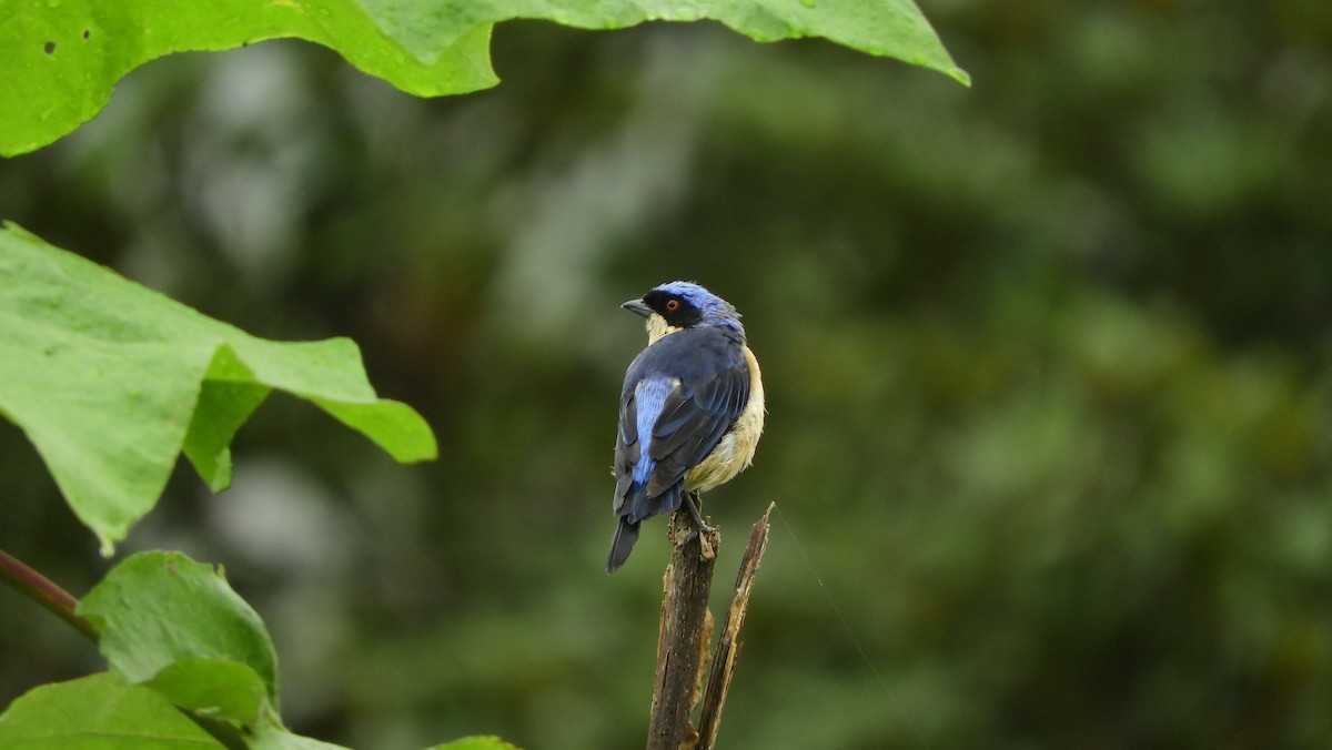 Fawn-breasted Tanager - ML168739201