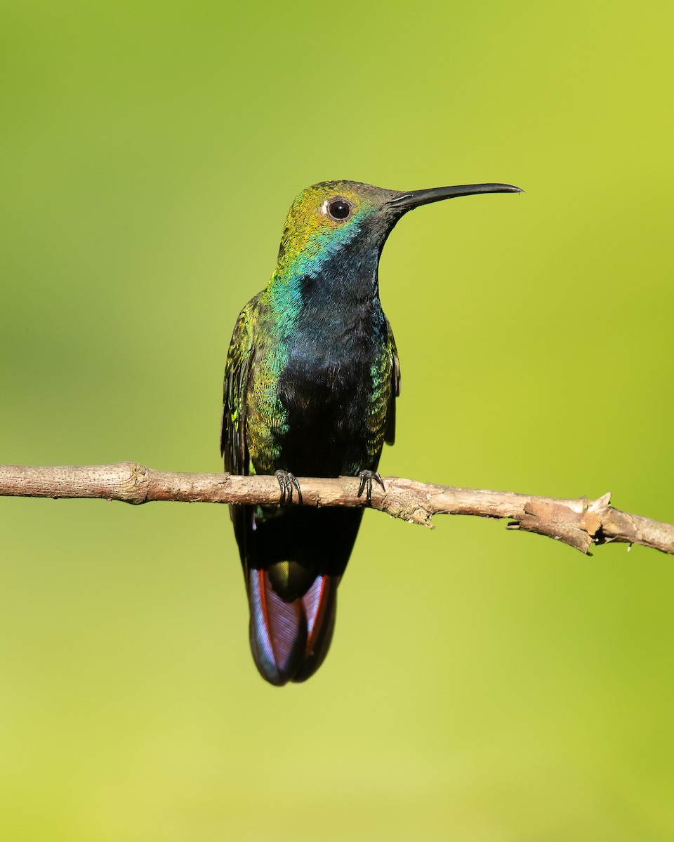 kolibřík tropický - ML168740591