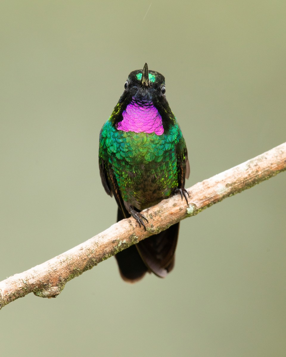 kolibřík turmalinový - ML168742231