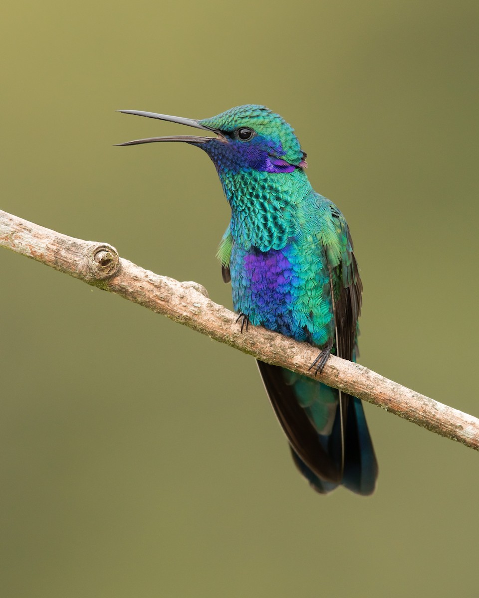 kolibřík modrolící - ML168742271
