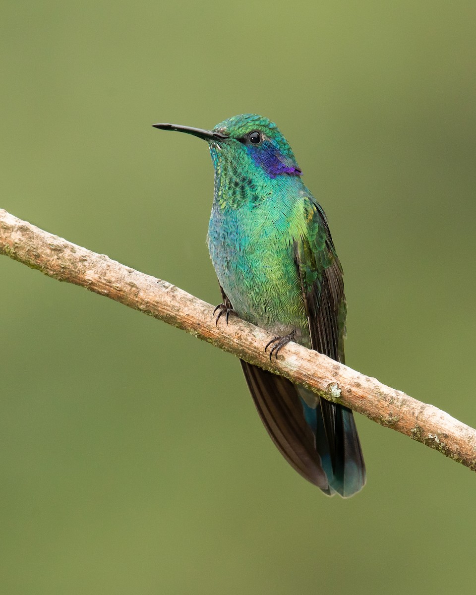 kolibřík modrouchý - ML168742401