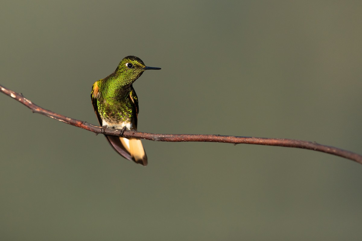 kolibřík žlutoocasý - ML168742871