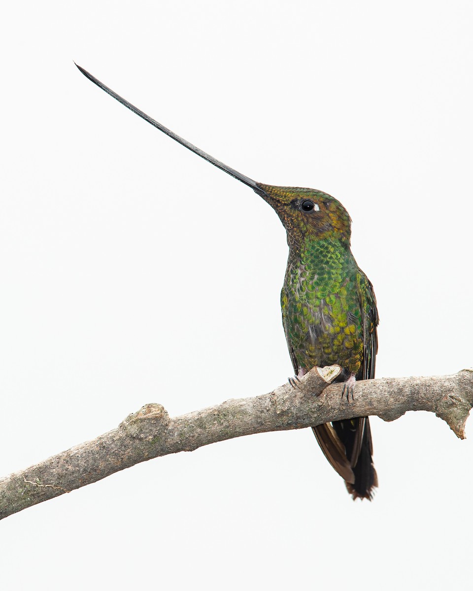 Sword-billed Hummingbird - ML168743521