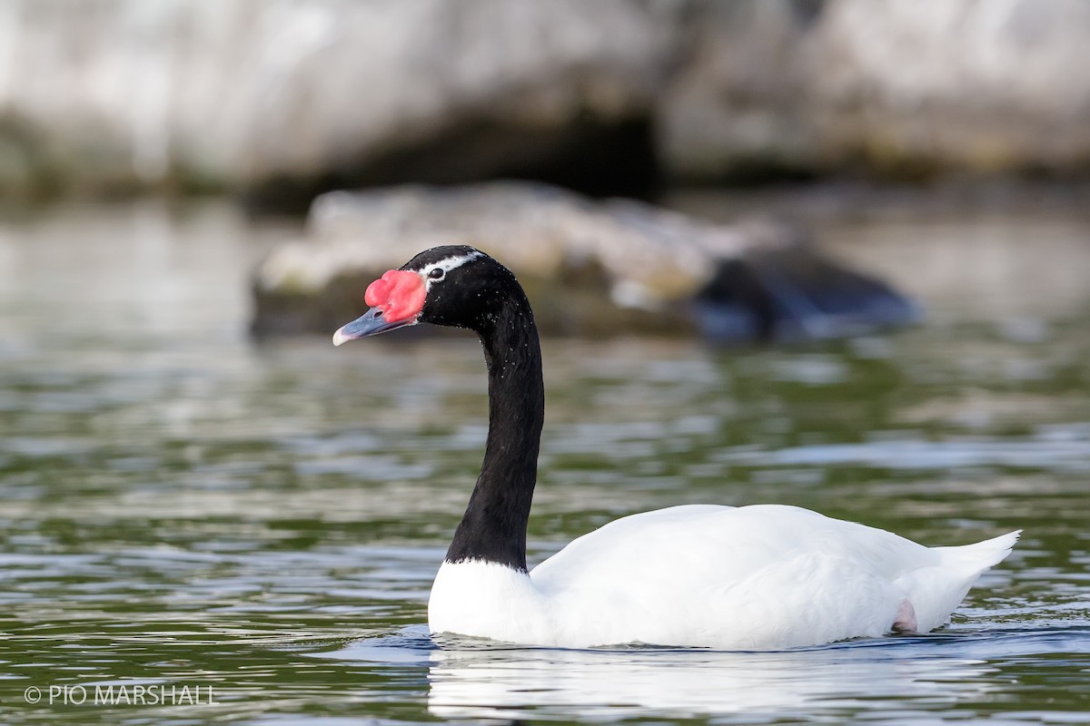Black-necked Swan - ML168745451