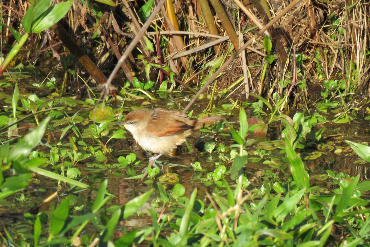 Yellow-chinned Spinetail - ML168746991