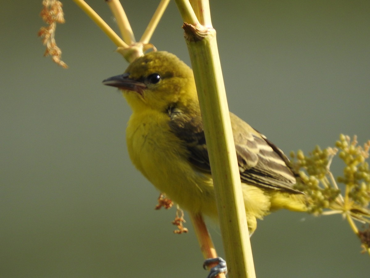 Orchard Oriole - ML168748651