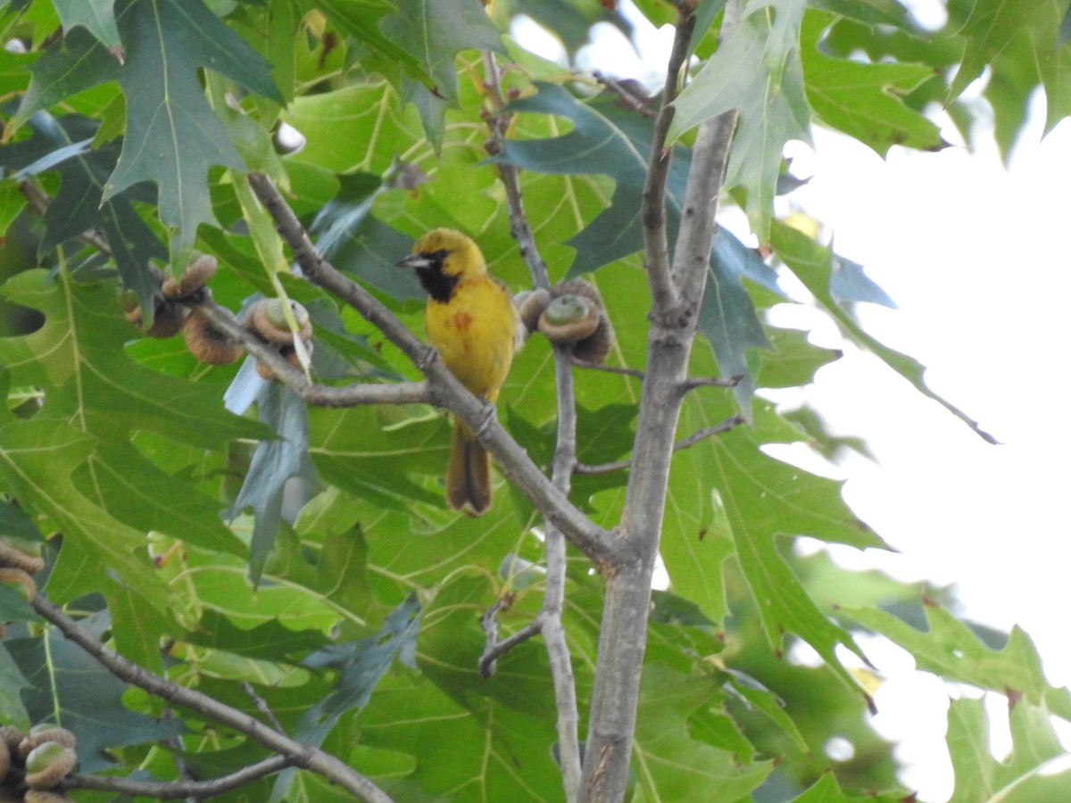 Orchard Oriole - ML168748681
