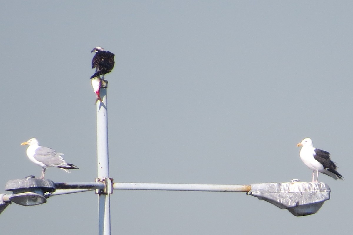 eBird Checklist - 14 Aug 2015 - Bush Terminal Piers Park - 22 species ...