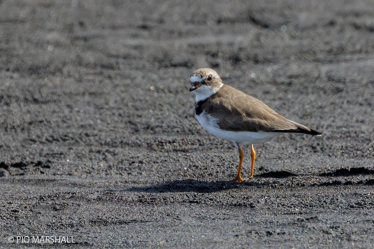 Semipalmated Plover - ML168749461