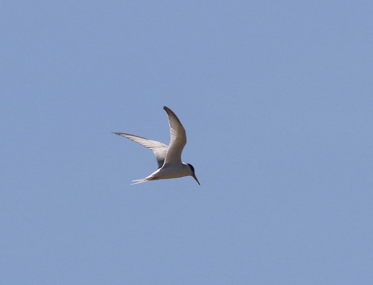 Little Tern - Sandy Vorpahl