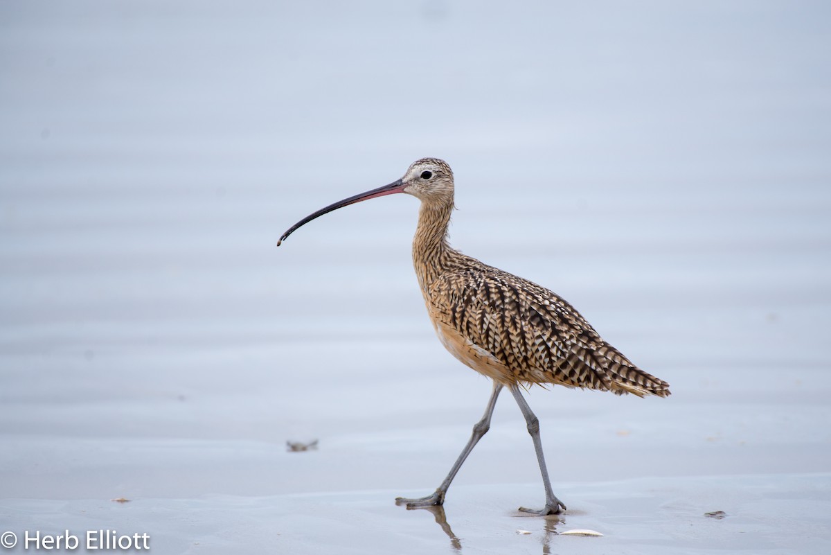 Long-billed Curlew - ML168758801