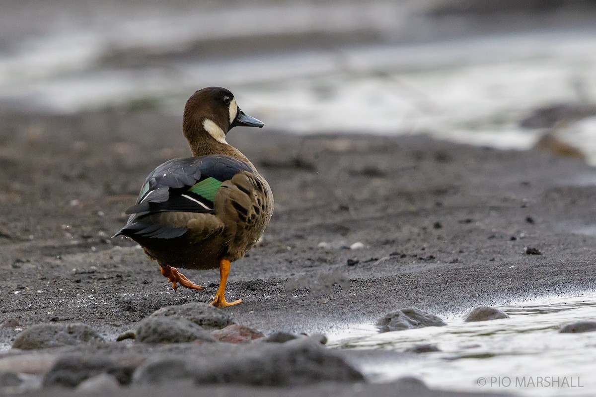 Spectacled Duck - ML168761361