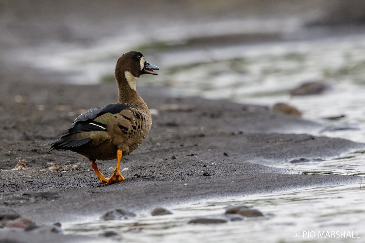 Spectacled Duck - ML168761371